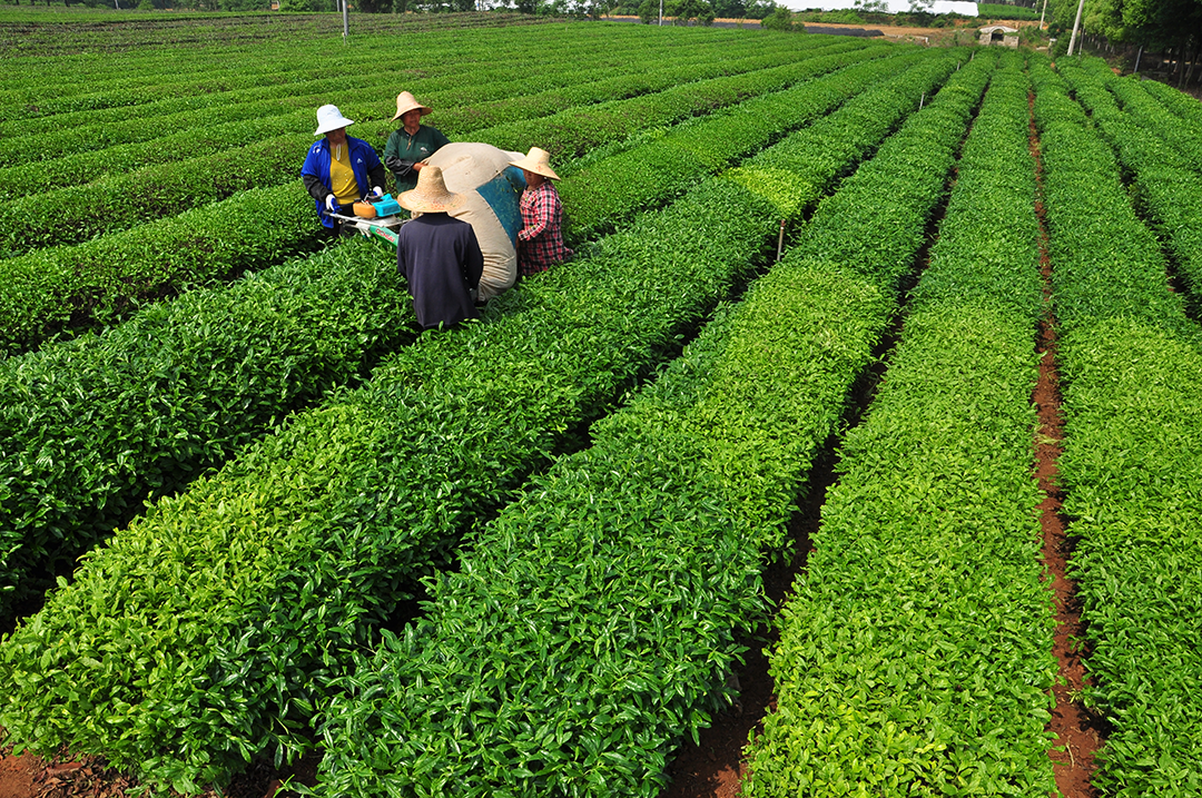 新品種推薦：優(yōu)質(zhì)茶機(jī)采品種——‘中茶501’和‘中茶503’