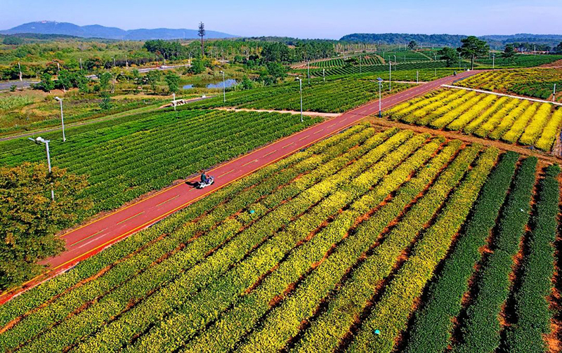 中國(guó)茶 向未來(lái)2023茶未來(lái)發(fā)展大會(huì)（金壇）倡議