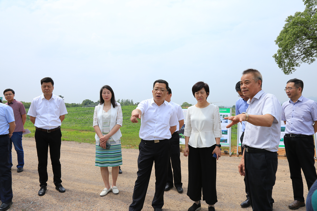 常州市領(lǐng)導(dǎo)到訪茅山茶海.南海調(diào)研農(nóng)業(yè)工作